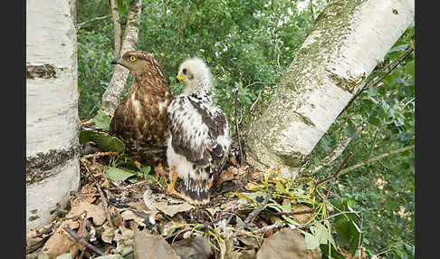 Wespenbussard (Pernis apivorus)