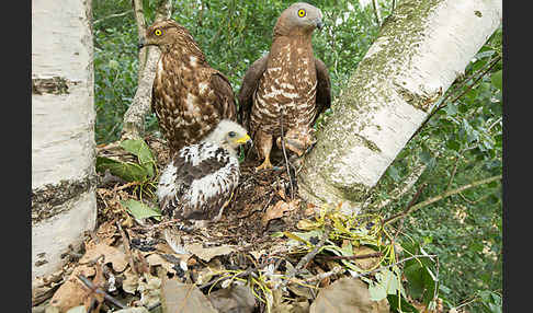 Wespenbussard (Pernis apivorus)