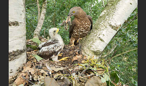 Wespenbussard (Pernis apivorus)