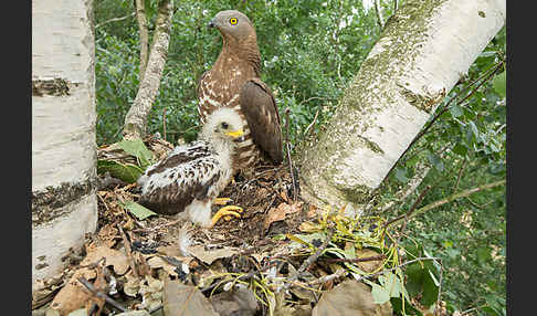 Wespenbussard (Pernis apivorus)