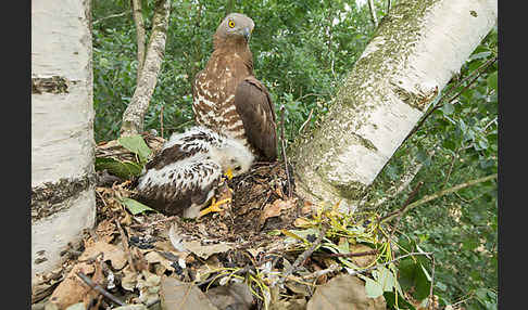 Wespenbussard (Pernis apivorus)