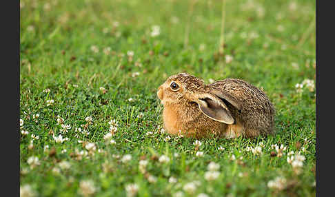 Feldhase (Lepus europaeus)