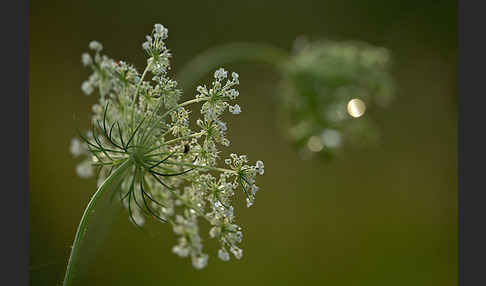 Wilde Möhre (Daucus carota)