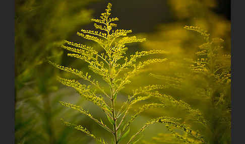 Kanadische Goldrute (Solidago canadensis)