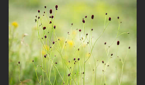 Großer Wiesenknopf (Sanguisorba officinalis)