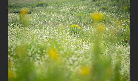 Wilde Möhre (Daucus carota)