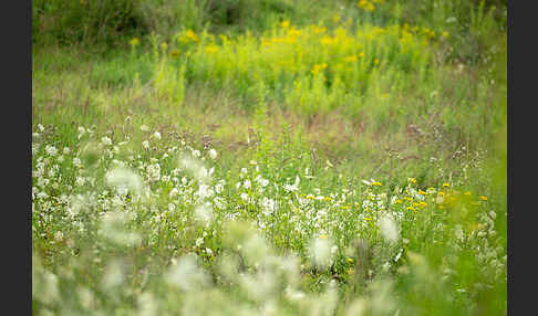 Wilde Möhre (Daucus carota)