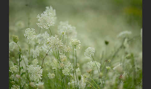 Wilde Möhre (Daucus carota)