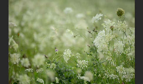 Wilde Möhre (Daucus carota)