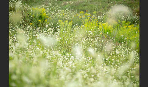 Wilde Möhre (Daucus carota)