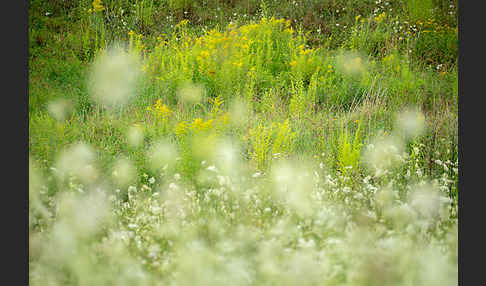 Wilde Möhre (Daucus carota)