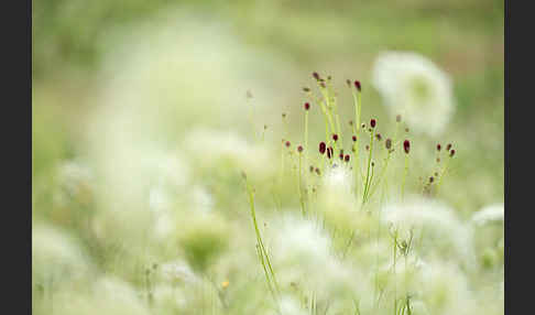 Großer Wiesenknopf (Sanguisorba officinalis)