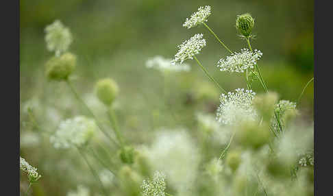 Wilde Möhre (Daucus carota)