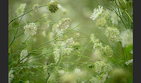 Wilde Möhre (Daucus carota)