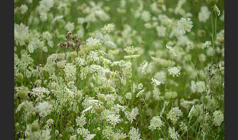 Wilde Möhre (Daucus carota)