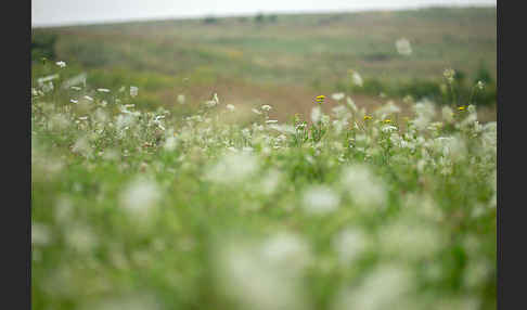 Wilde Möhre (Daucus carota)