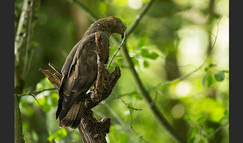 Wespenbussard (Pernis apivorus)