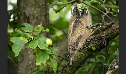 Waldohreule (Asio otus)