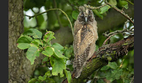 Waldohreule (Asio otus)