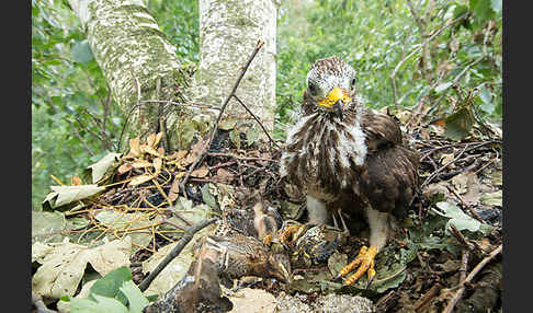 Wespenbussard (Pernis apivorus)