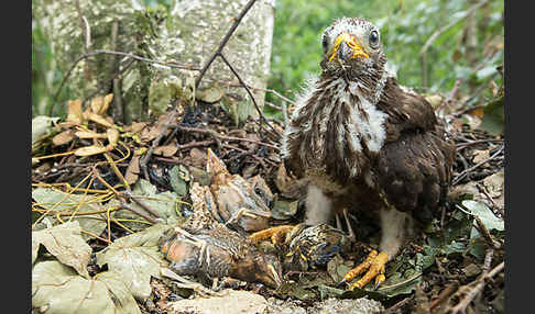 Wespenbussard (Pernis apivorus)