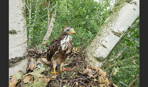 Wespenbussard (Pernis apivorus)