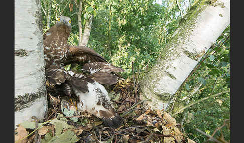 Wespenbussard (Pernis apivorus)