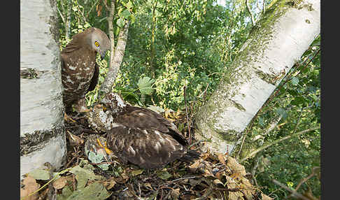 Wespenbussard (Pernis apivorus)