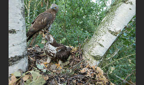 Wespenbussard (Pernis apivorus)