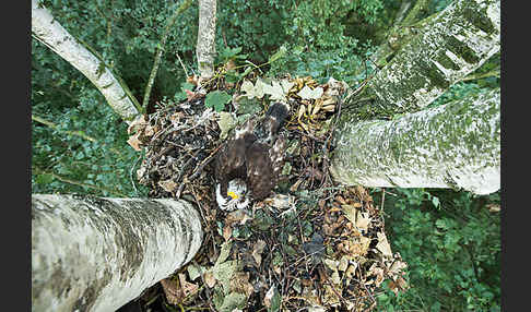 Wespenbussard (Pernis apivorus)