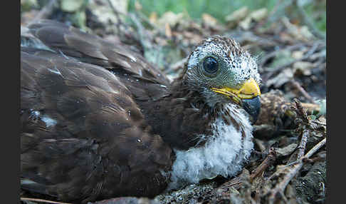 Wespenbussard (Pernis apivorus)