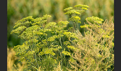 Echter Fenchel (Foeniculum vulgare)