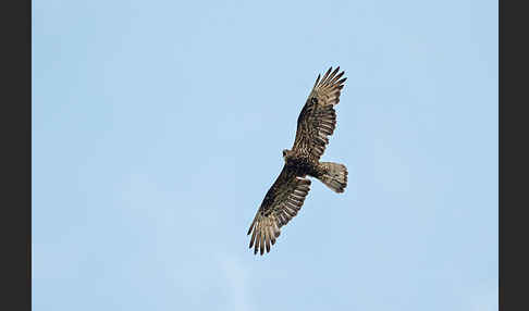 Wespenbussard (Pernis apivorus)