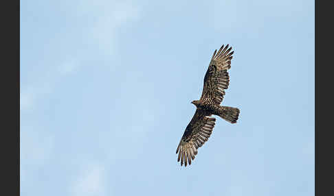 Wespenbussard (Pernis apivorus)