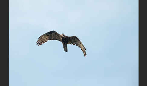 Wespenbussard (Pernis apivorus)