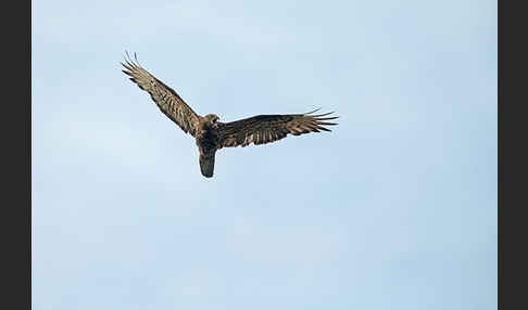 Wespenbussard (Pernis apivorus)