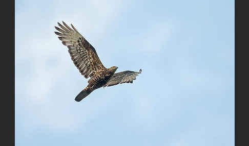 Wespenbussard (Pernis apivorus)