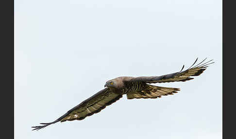 Wespenbussard (Pernis apivorus)