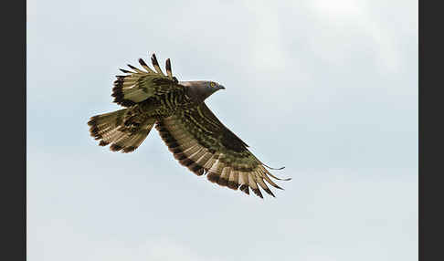 Wespenbussard (Pernis apivorus)