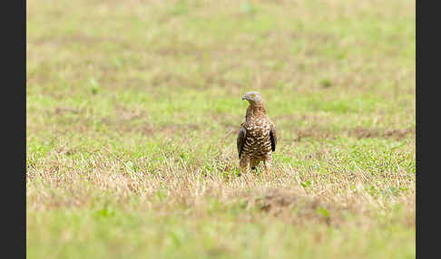 Wespenbussard (Pernis apivorus)