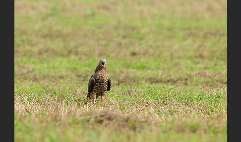 Wespenbussard (Pernis apivorus)