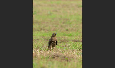 Wespenbussard (Pernis apivorus)