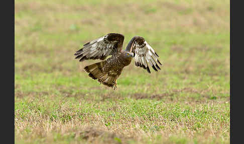 Wespenbussard (Pernis apivorus)