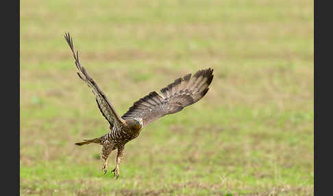 Wespenbussard (Pernis apivorus)