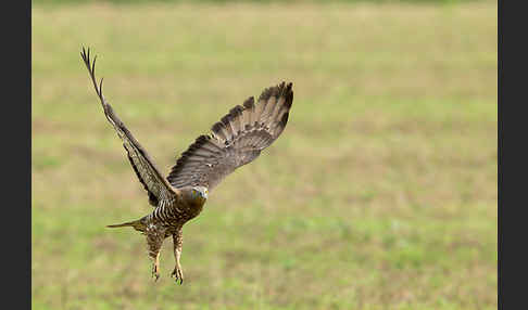 Wespenbussard (Pernis apivorus)