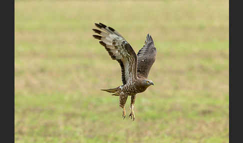 Wespenbussard (Pernis apivorus)