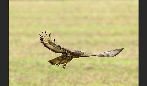 Wespenbussard (Pernis apivorus)