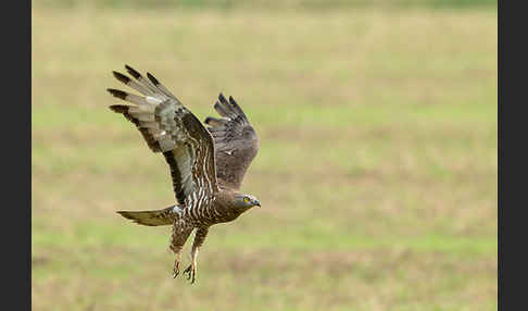 Wespenbussard (Pernis apivorus)