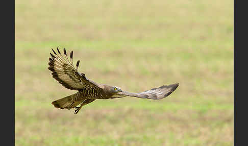 Wespenbussard (Pernis apivorus)