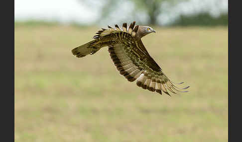 Wespenbussard (Pernis apivorus)